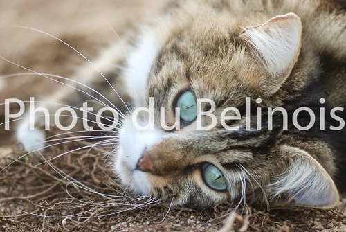 Photo du Belinois - Photographe mariage - 2 Photo du Belinois - Photographe mariage - 2